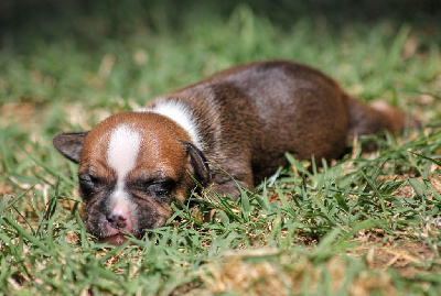CHIOT 2