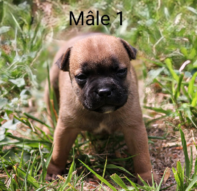 CHIOT 1