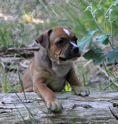 CHIOT 2