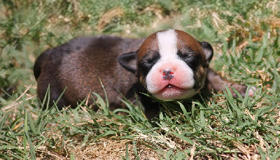 CHIOT 5