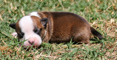 CHIOT 4