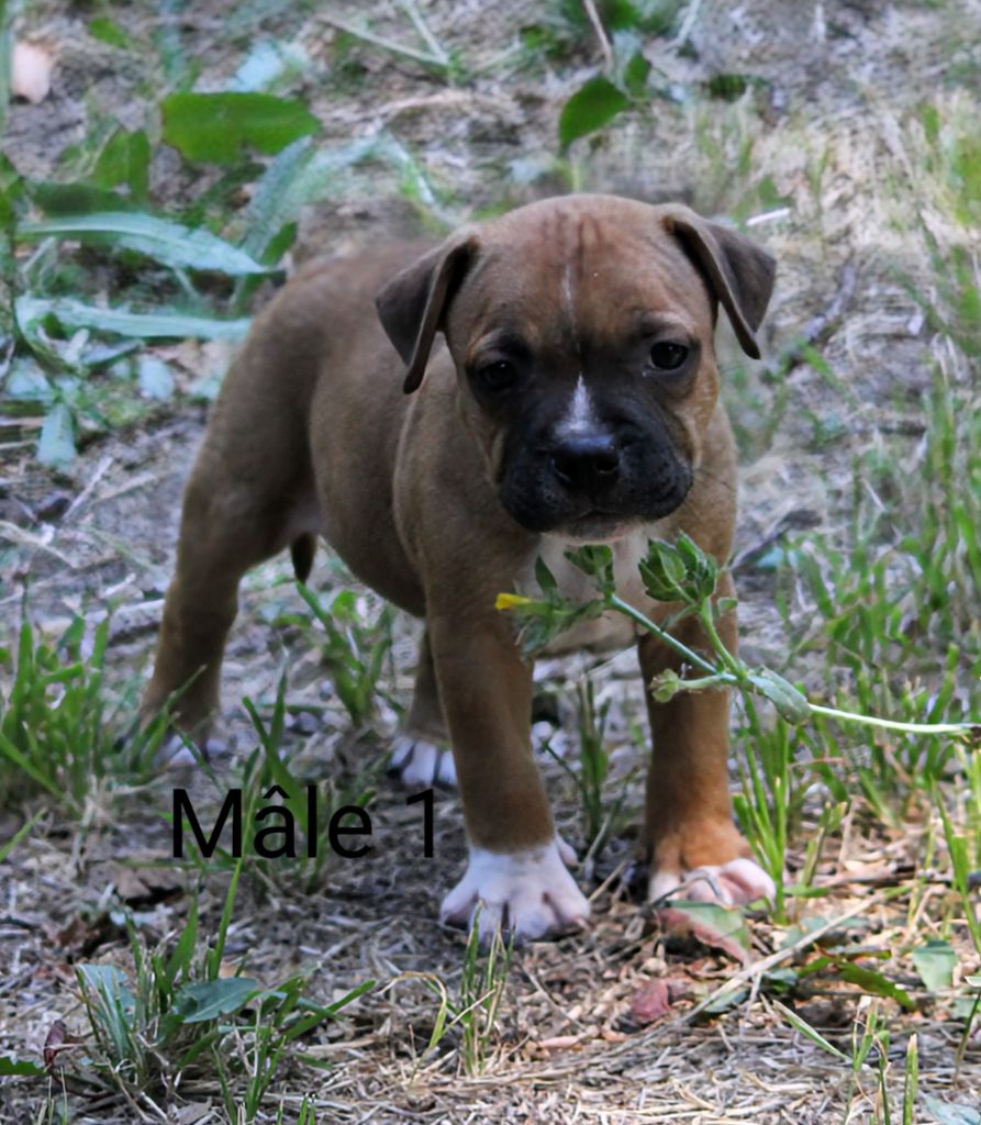 Oogie Boogie - Chiots disponibles - Staffordshire Bull Terrier