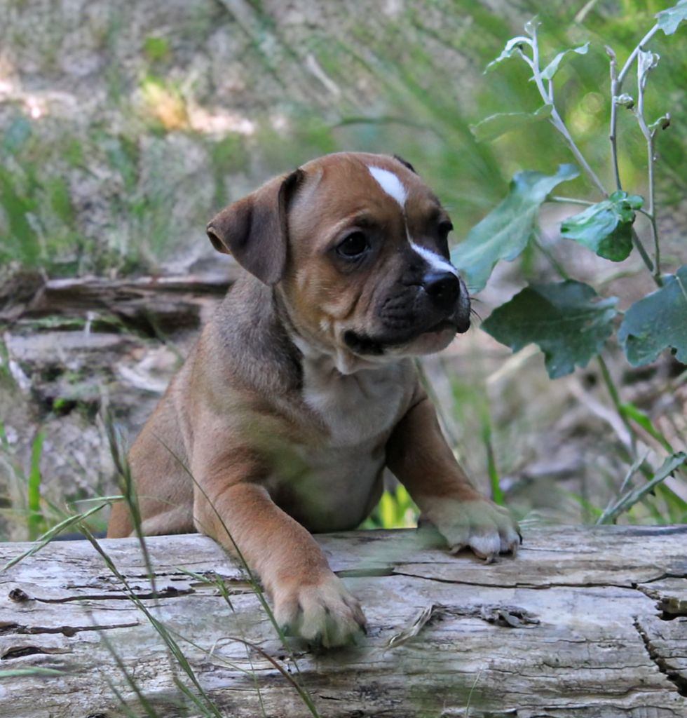 Oogie Boogie - Chiots disponibles - Staffordshire Bull Terrier