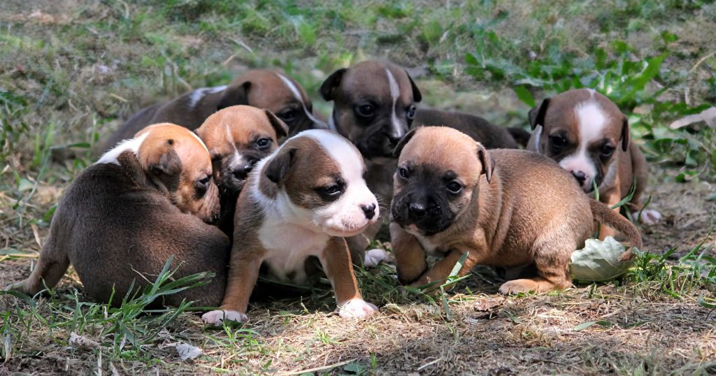 Chiot Staffordshire Bull Terrier Oogie Boogie
