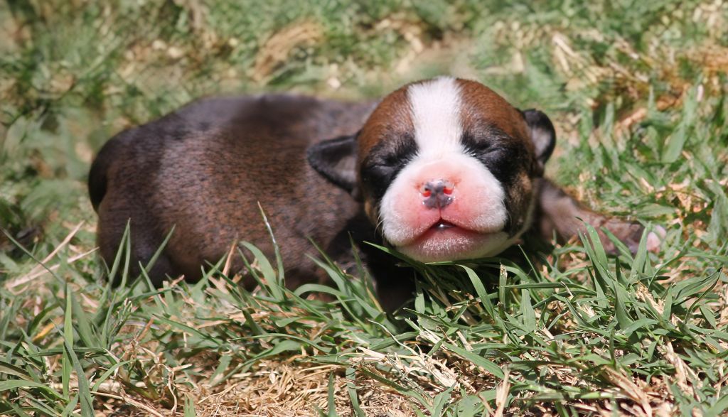 Oogie Boogie - Chiots disponibles - Staffordshire Bull Terrier