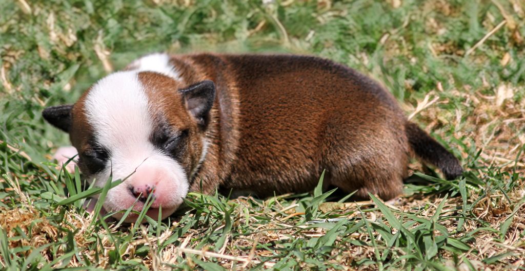 Oogie Boogie - Chiots disponibles - Staffordshire Bull Terrier