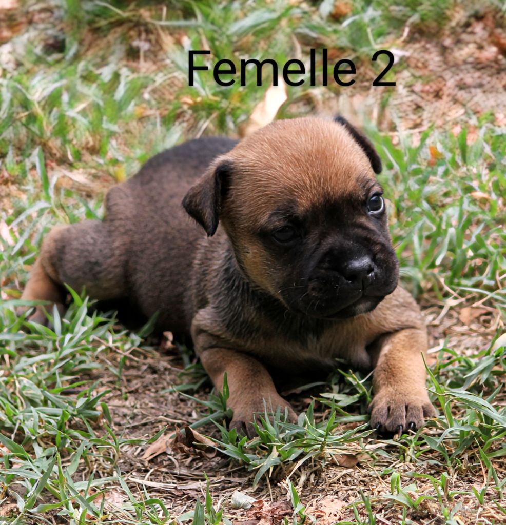 Oogie Boogie - Chiots disponibles - Staffordshire Bull Terrier