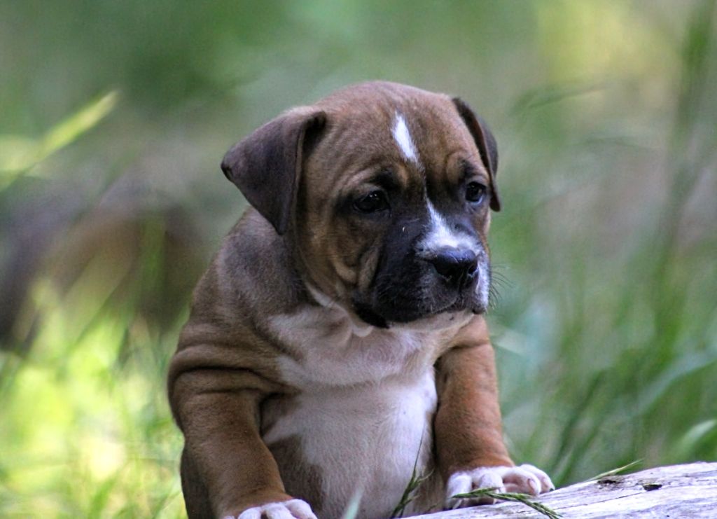 Oogie Boogie - Chiots disponibles - Staffordshire Bull Terrier